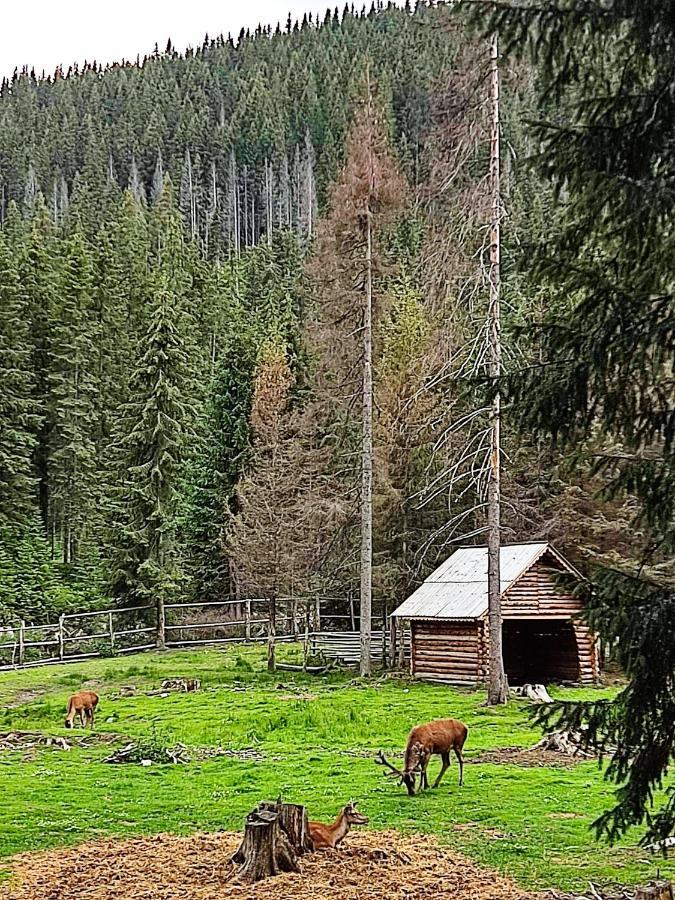 Eden Natural Resort - Transalpina Capalna Dış mekan fotoğraf